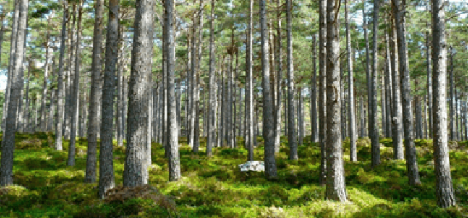 Thủ tục giao thuê đất rừng cho hộ gia đình, cá nhân