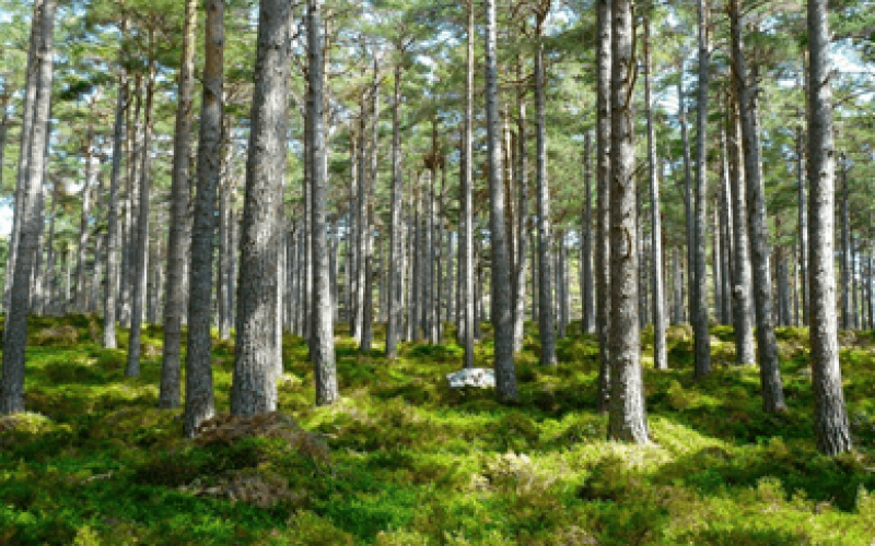 Thủ tục giao thuê đất rừng cho hộ gia đình, cá nhân