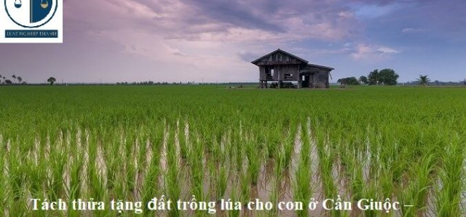 Tách thửa tặng đất trồng lúa cho con ở Cần Giuộc – Long An