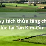Dịch vụ tách thửa tặng cho đất trồng lúa tại xã Tân Kim, huyện Cần Giuộc