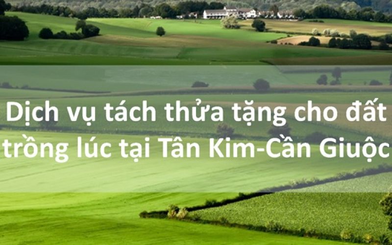 Dịch vụ tách thửa tặng cho đất trồng lúa tại xã Tân Kim, huyện Cần Giuộc