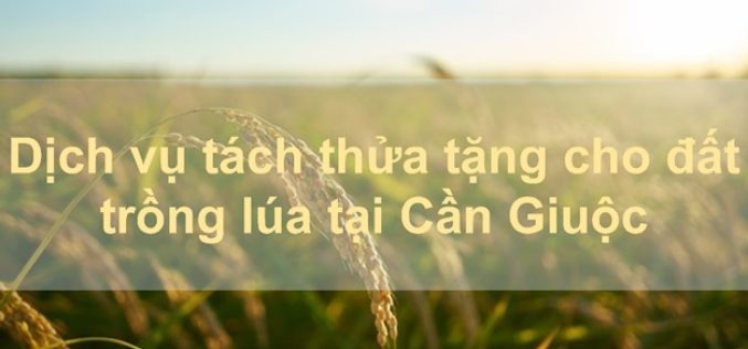 Dịch vụ tách thửa tặng cho đất trồng lúa tại huyện Cần Giuộc