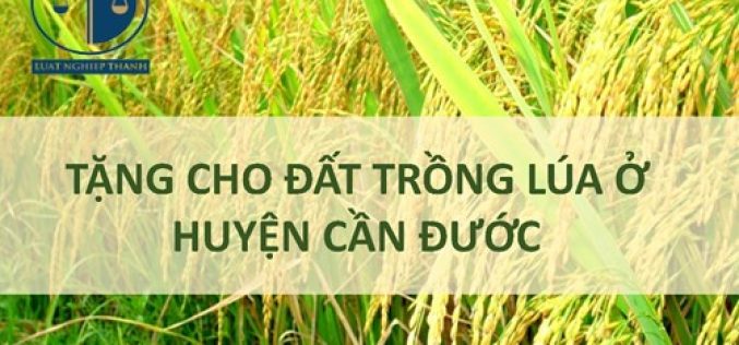 Dịch vụ tặng cho đất trồng lúa tại huyện Cần Đước