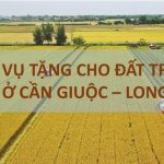 Dịch vụ tặng cho đất trồng lúa tại huyện Cần Giuộc