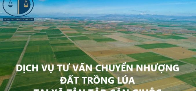 Dịch vụ tư vấn chuyển nhượng đất trồng lúa tại xã Tân Tập, huyện Cần Giuộc