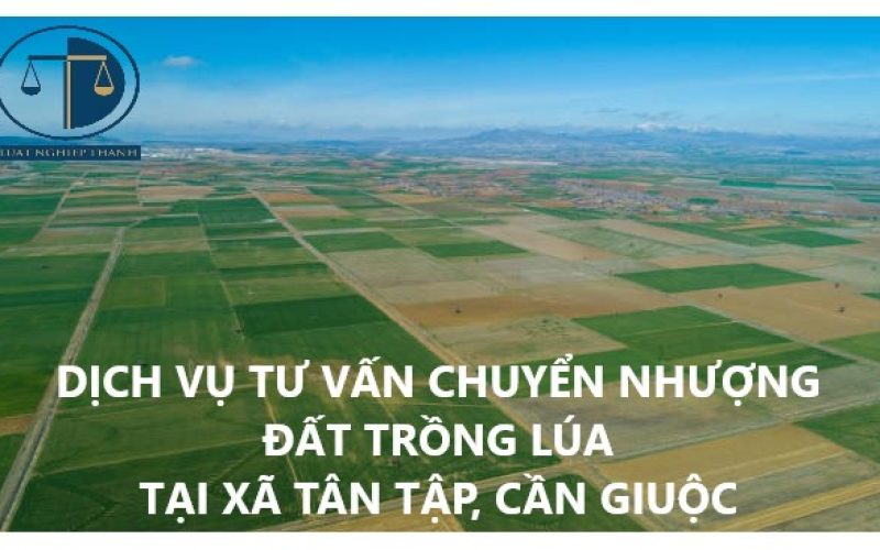 Dịch vụ tư vấn chuyển nhượng đất trồng lúa tại xã Tân Tập, huyện Cần Giuộc