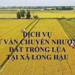 Dịch vụ tư vấn chuyển nhượng đất trồng lúa tại xã Long Hậu, huyện Cần Giuộc