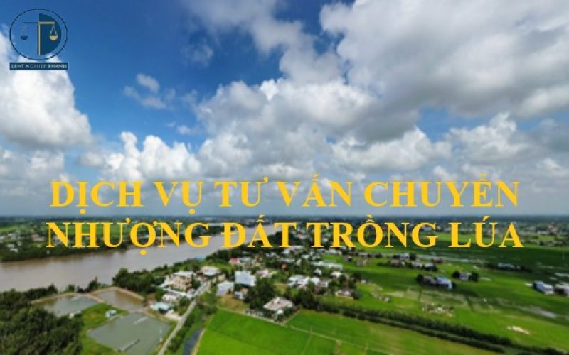 Dịch vụ tư vấn chuyển nhượng đất trồng lúa tại xã Long Phụng, huyện Cần Giuộc