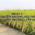 Dịch vụ tư vấn chuyển nhượng đất trồng lúa tại xã Long Thượng, huyện Cần Giuộc
