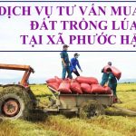 Dịch vụ tư vấn chuyển nhượng đất trồng lúa tại xã Phước Hậu, huyện Cần Giuộc