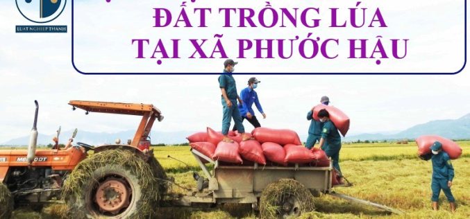 Dịch vụ tư vấn chuyển nhượng đất trồng lúa tại xã Phước Hậu, huyện Cần Giuộc