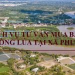 Dịch vụ tư vấn chuyển nhượng đất trồng lúa tại xã Phước Lại, huyện Cần Giuộc