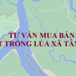 Dịch vụ tư vấn chuyển nhượng đất trồng lúa tại xã Tân Lập, huyện Cần Giuộc