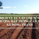 Dịch vụ tư vấn chuyển nhượng đất trồng cây tại xã Đông Thạnh, huyện Cần Giuộc