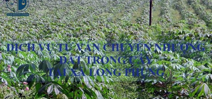 Dịch vụ tư vấn chuyển nhượng đất trồng cây tại xã Long Phụng, huyện Cần Giuộc
