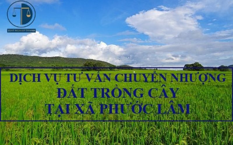Dịch vụ tư vấn chuyển nhượng đất trồng cây tại xã Phước Lâm, huyện Cần Giuộc