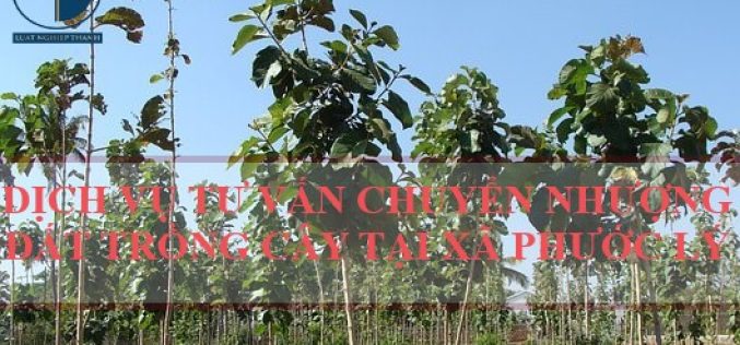 Dịch vụ tư vấn chuyển nhượng đất trồng cây tại xã Phước Lý, huyện Cần Giuộc