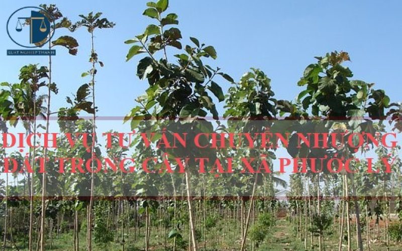 Dịch vụ tư vấn chuyển nhượng đất trồng cây tại xã Phước Lý, huyện Cần Giuộc