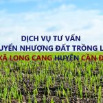 Dịch vụ tư vấn chuyển nhượng đất trồng lúa tại xã Long Cang, huyện Cần Đước
