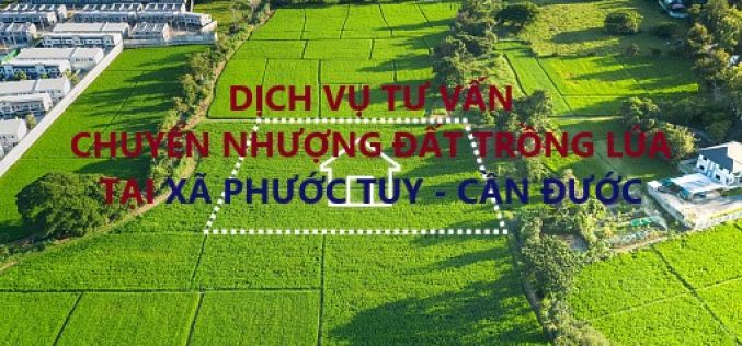 Dịch vụ tư vấn chuyển nhượng đất trồng lúa tại xã Phước Tuy, huyện Cần Đước