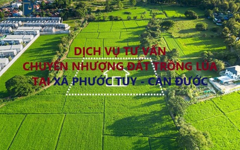Dịch vụ tư vấn chuyển nhượng đất trồng lúa tại xã Phước Tuy, huyện Cần Đước