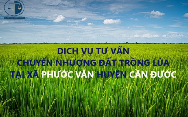 Dịch vụ tư vấn chuyển nhượng đất trồng lúa tại xã Phước Vân, huyện Cần Đước – Tư Vấn Luật