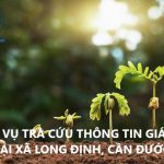 Dich vu tra cuu thong tin gai dat Long Dinh
