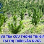 Dich vu tra cuu thong tin gia dat tai TT Can Duoc