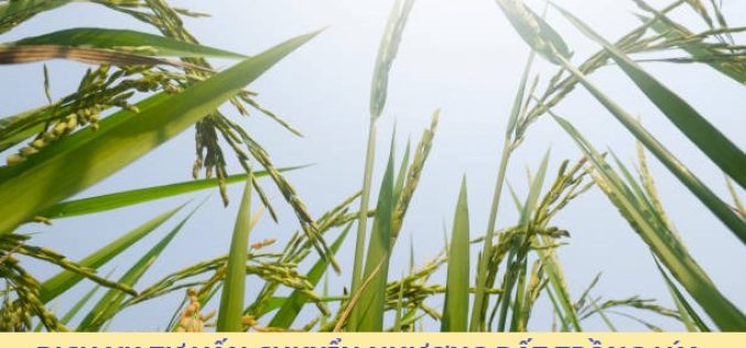 Dịch vụ tư vấn chuyển nhượng đất trồng lúa tại thị trấn Cần Đước, huyện Cần Đước