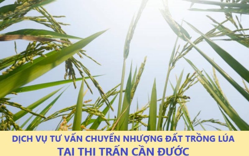 Dịch vụ tư vấn chuyển nhượng đất trồng lúa tại thị trấn Cần Đước, huyện Cần Đước