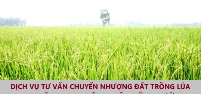 Dịch vụ tư vấn chuyển nhượng đất trồng lúa tại xã Long Khê, huyện Cần Đước