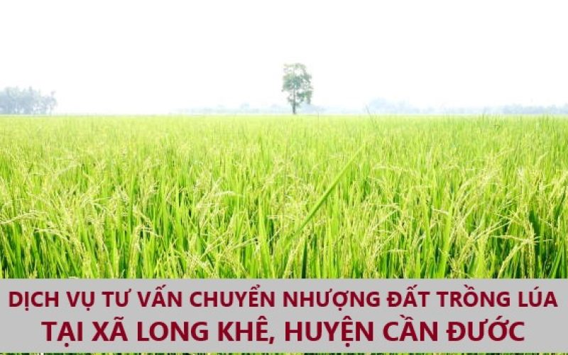 Dịch vụ tư vấn chuyển nhượng đất trồng lúa tại xã Long Khê, huyện Cần Đước