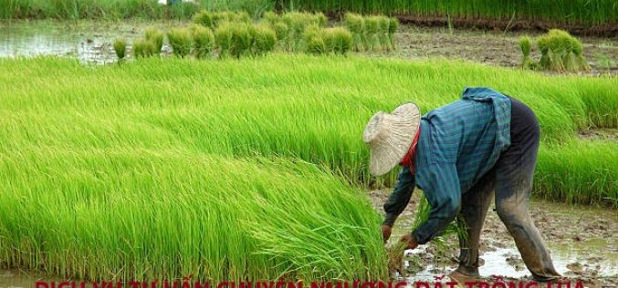 Dịch vụ tư vấn chuyển nhượng đất trồng lúa tại xã Long Trạch, huyện Cần Đước