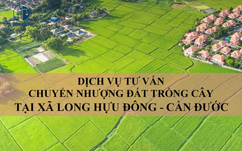 Dịch vụ tư vấn chuyển nhượng đất trồng cây tại xã Long Hựu Đông, huyện Cần Đước