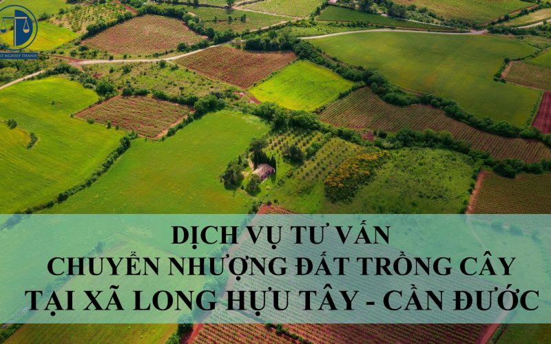 Dịch vụ tư vấn chuyển nhượng đất trồng cây tại xã Long Hựu Tây, huyện Cần Đước