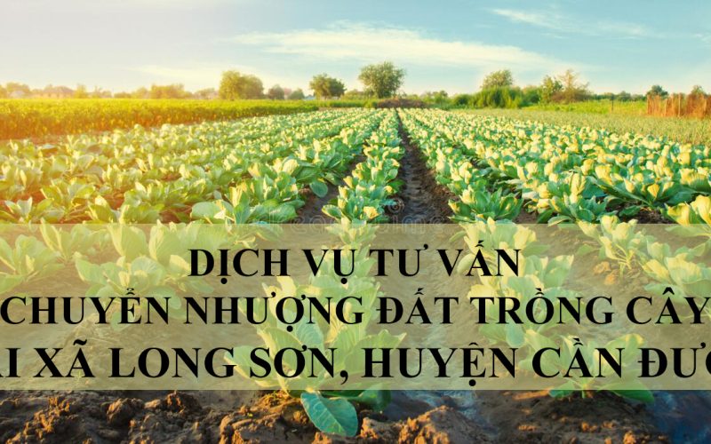Dịch vụ tư vấn chuyển nhượng đất trồng cây tại xã Long Sơn, huyện Cần Đước