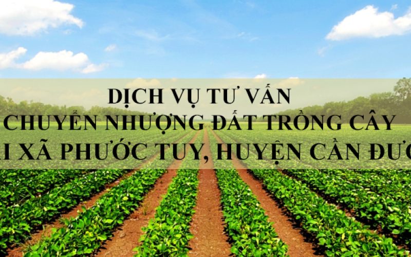 Dịch vụ tư vấn chuyển nhượng đất trồng cây tại xã Phước Tuy, huyện Cần Đước