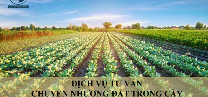 Dịch vụ tư vấn chuyển nhượng đất trồng cây tại xã Phước Vân, huyện Cần Đước