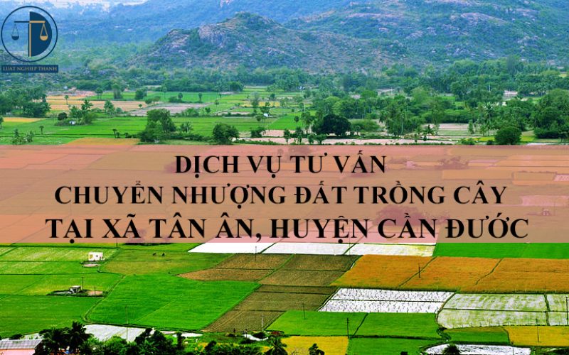 Dịch vụ tư vấn chuyển nhượng đất trồng cây tại xã Tân Ân, huyện Cần Đước