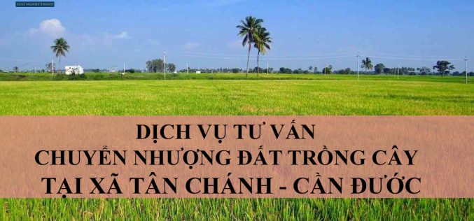 Dịch vụ tư vấn chuyển nhượng đất trồng cây tại xã Tân Chánh, huyện Cần Đước