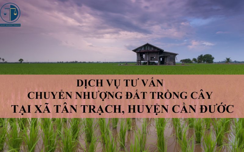 Dịch vụ tư vấn chuyển nhượng đất trồng cây tại xã Tân Trạch, huyện Cần Đước